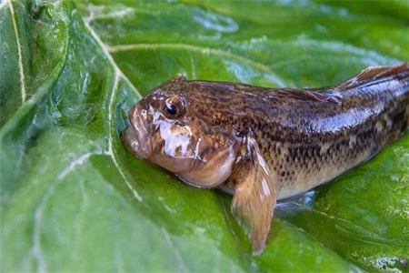 1561693829221372.jpg q.jpg