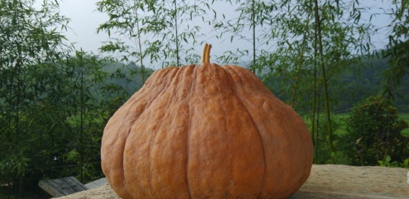 可以传几张你手机的照片，让大家欣赏一下吗