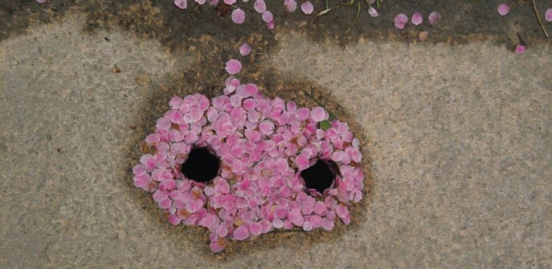 可以传几张你手机的照片，让大家欣赏一下吗