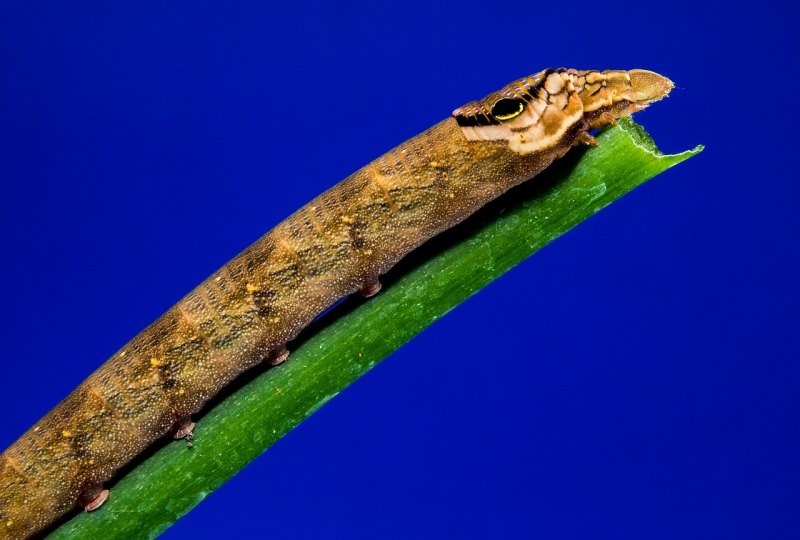 恕瑞玛三星大虫子怎么玩