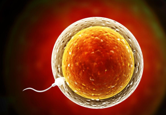 2025 年东莞准许单身无结婚证做试管婴儿吗?最新政策公布!